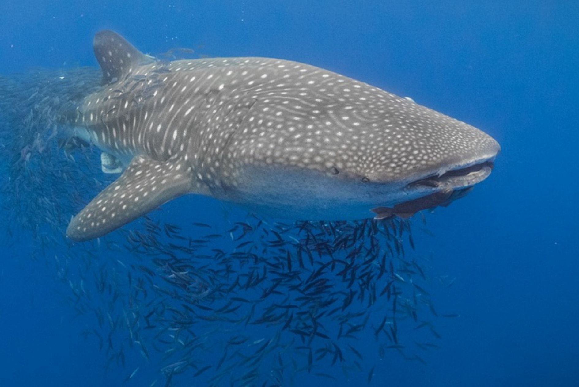 Verser une goutte d’eau pour l’océan